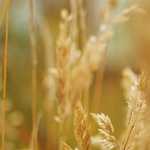 年末年始のご挨拶2025年12月31日〜1月5日